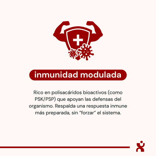 Infografía de hongo Cola de Pavo sobre inmunidad modulada y beneficios de polisacáridos PSK y PSP para las defensas.