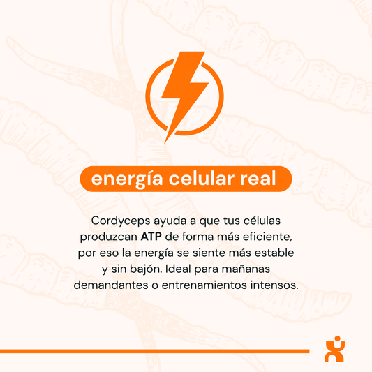 Infografía de Cordyceps: suplemento para energía celular ATP y rendimiento físico con fondo de hongos funcionales.