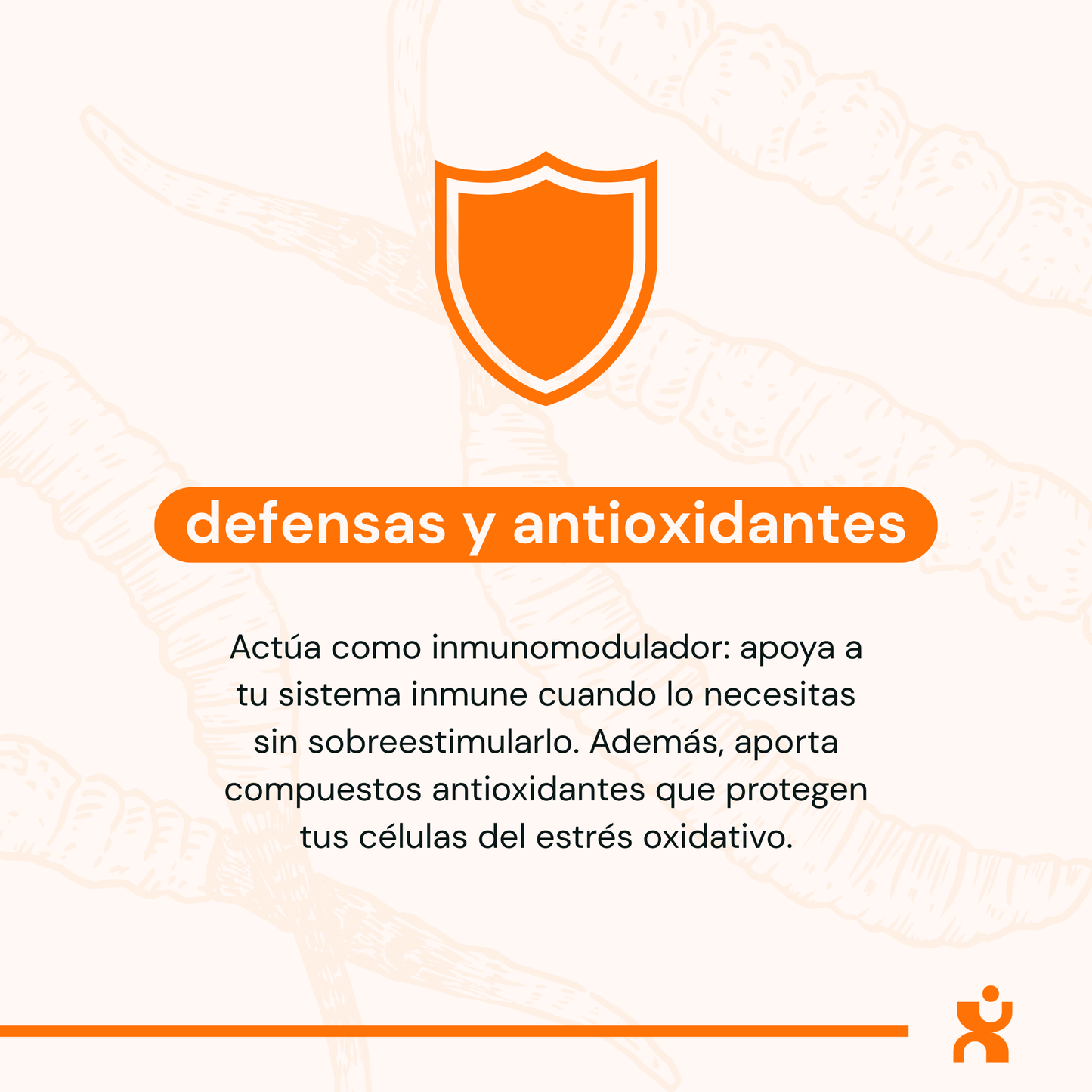 Infografía de Cordyceps en cápsulas destacando beneficios antioxidantes y refuerzo al sistema inmune.